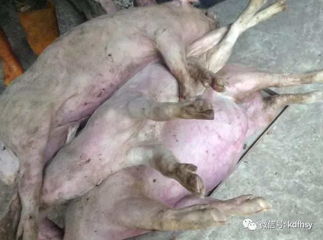 猪中毒死亡症状图片