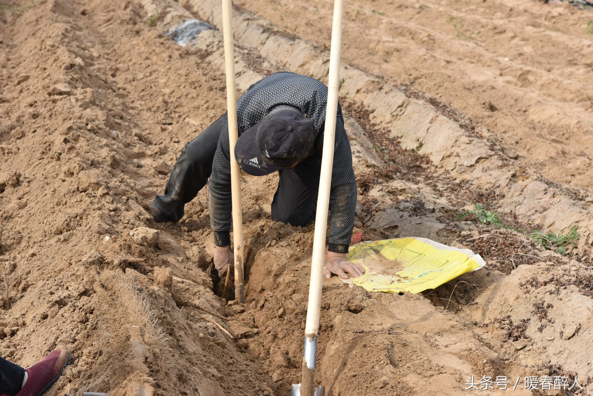 挖山药人:在沙土地里用屁股走300米,弯腰1500余次