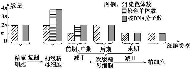 高中生物【减数分裂】知识点梳理,附经典例题解析,超实用!