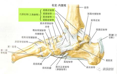 脚部结构图 韧带图片