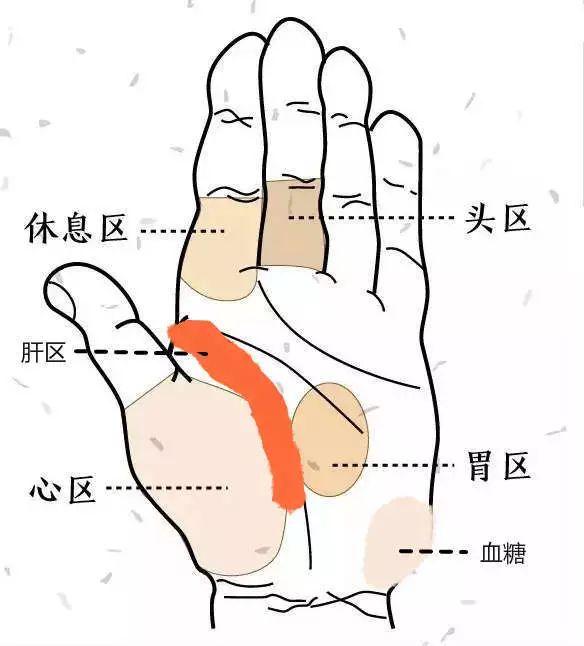 手掌位有这几处——从大量的临床病例证明,观察女性的病症看其右手