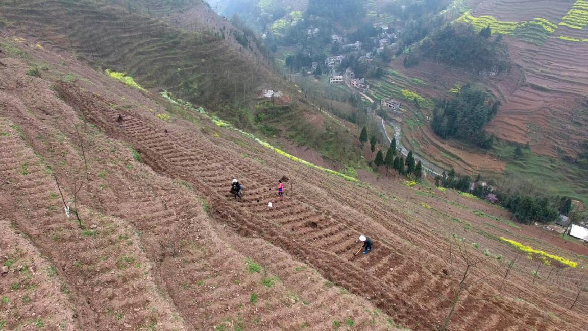 山上种地照片图片