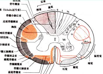 脊髓前角细胞图片图片