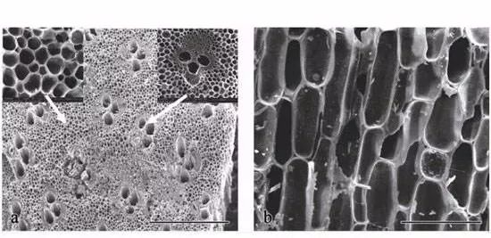 木炭的微观结构图片