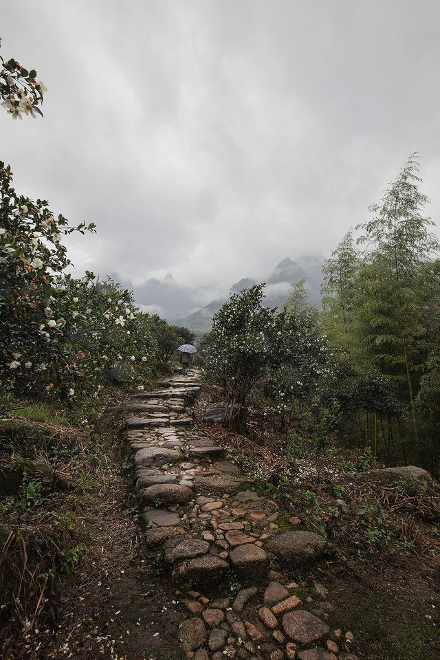 武夷山仙山岭:茶马古道