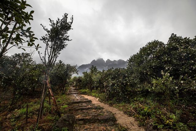 武夷山仙山岭:茶马古道