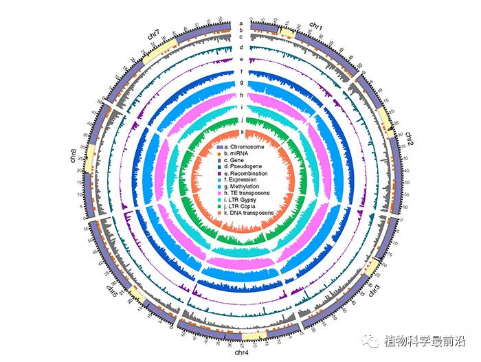 plants|我國科學家主導完成小麥d基因組精細圖繪製