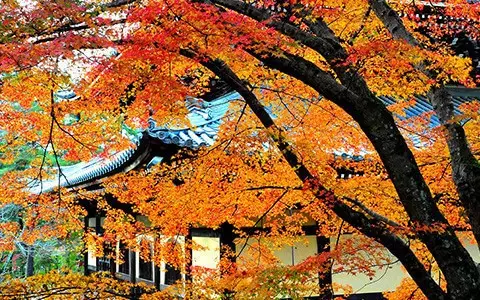 京都红叶已美成仙你应该去这里地方邂逅秋日绝景
