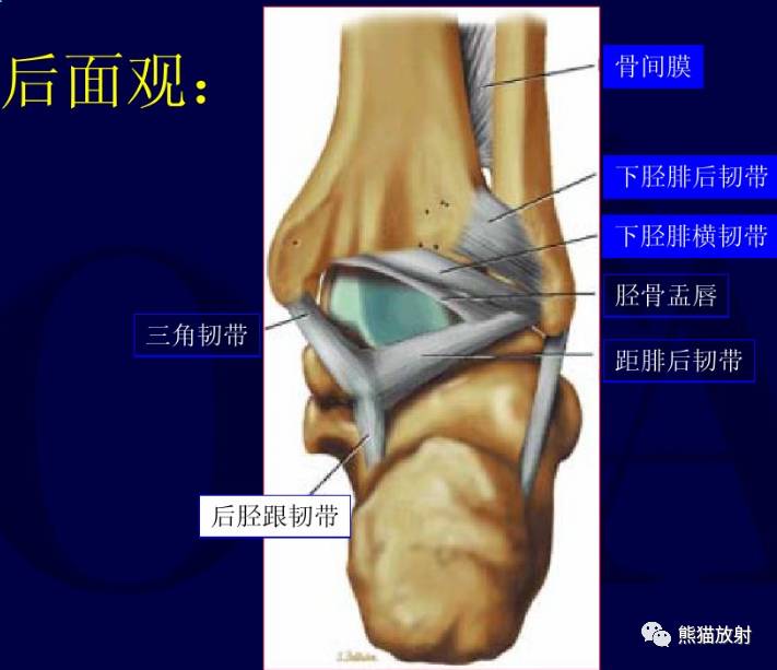 三角韧带位置图片