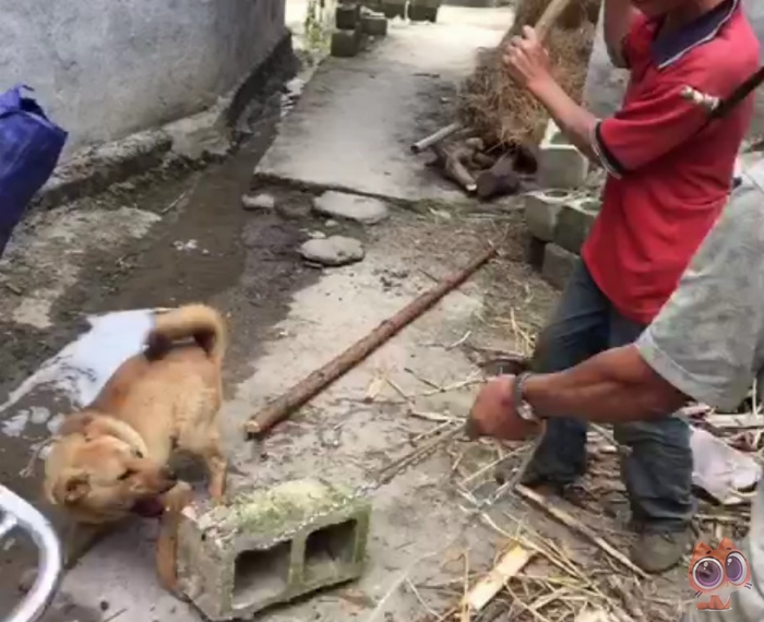 男子把自己养的看家犬宰杀,杀狗理由十分荒谬,只是为了驱邪