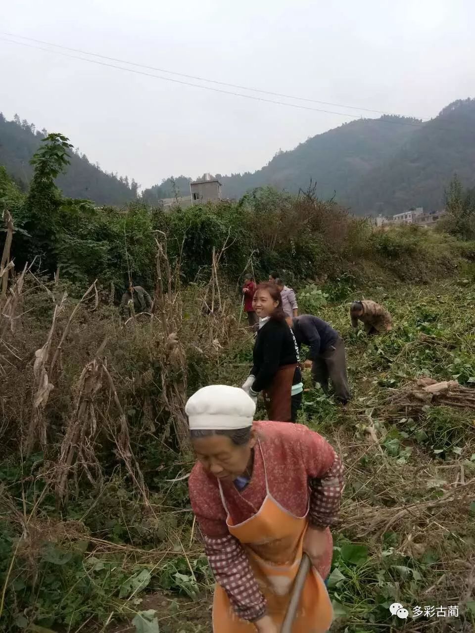 【发展】古蔺白泥乡:规模化种植棱角菜"钱"景广阔!