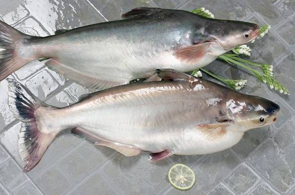 湄公河雪花鱼图片图片