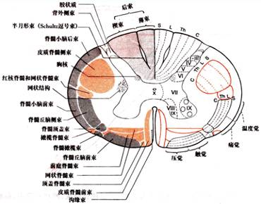 亦含有上升与下降的两种神经束,其主要是①皮层脊髓前束:位于前索的