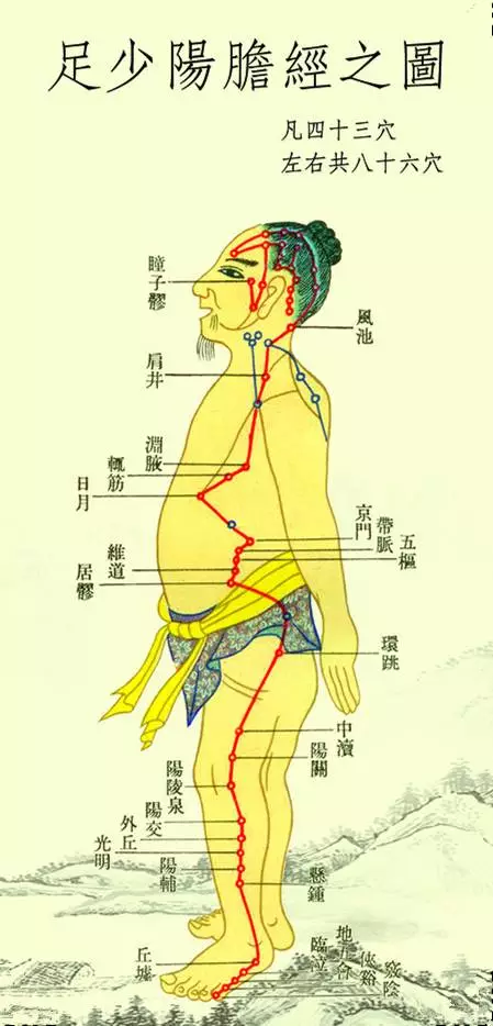 人体的肝胆经络图图片