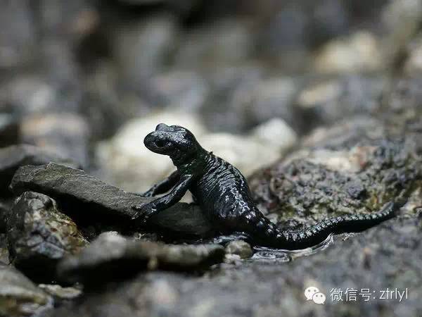 阿爾卑斯蠑螈是兩棲動物,但是它們是卵胎生--卵在體內孵化,然後胎生出