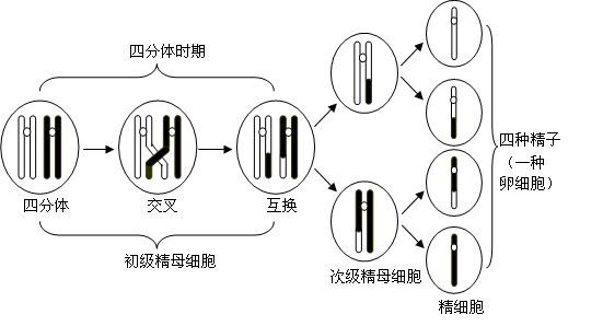 高中生物 减数分裂 知识点梳理