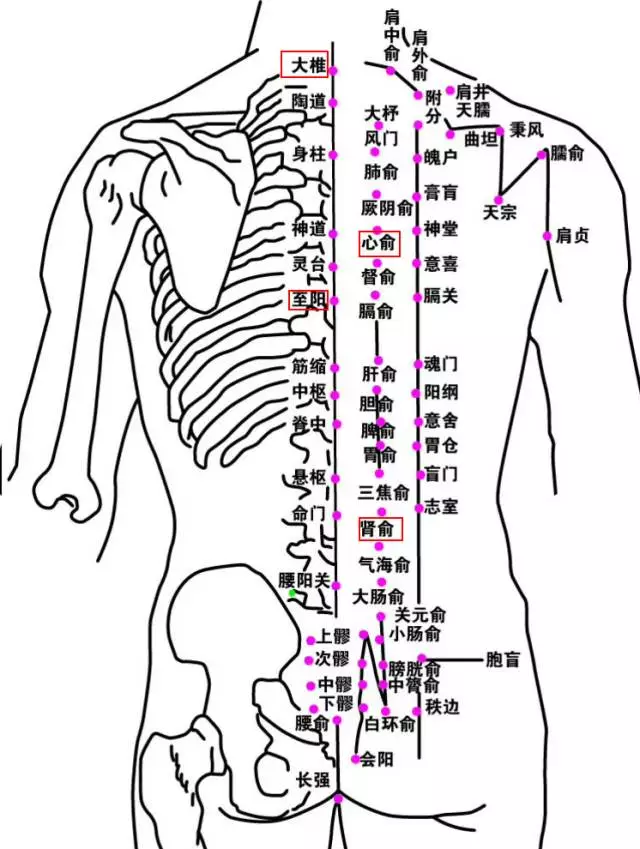 督脉的准确位置图片图片