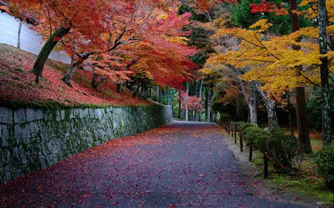 京都红叶已美成仙你应该去这里地方邂逅秋日绝景