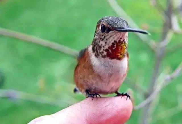 世界上体型最小的鸟类图片