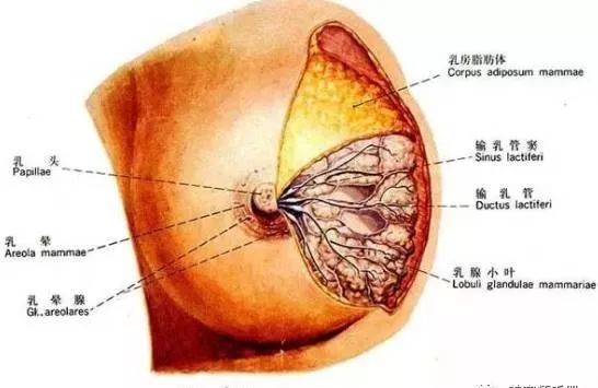 乳腺癌分泌物照片图片