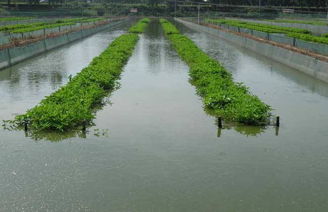 1,泥鳅池的选址