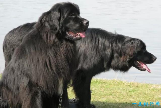 紐芬蘭犬法國獒犬被認為是世界上第八大犬種,這種狗非常的忠誠,法國