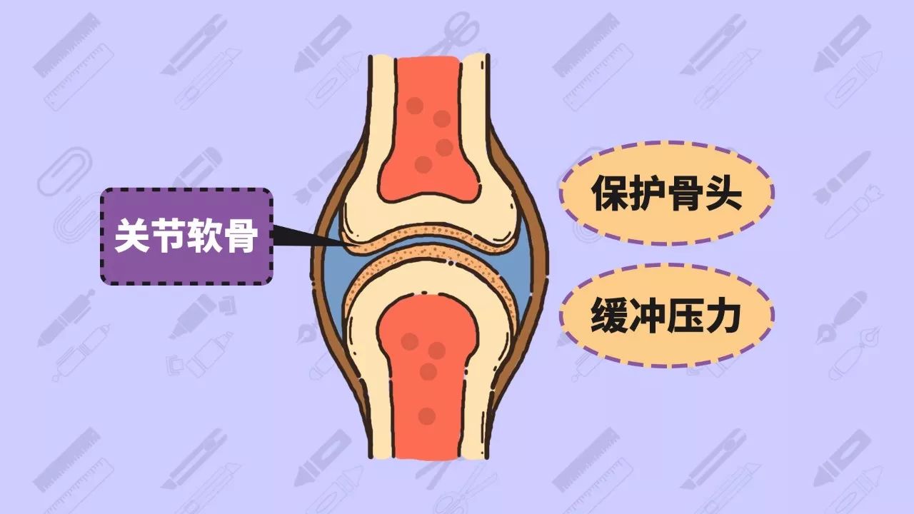 年輕露膝蓋,老來關節炎?這可真不一定!丨女子力科學社