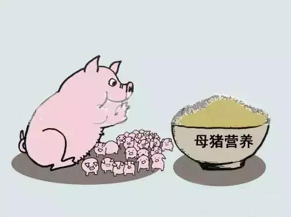 母猪喂小猪的图画图片