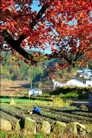 天柱山的深秋令人迷醉,趁着景区免费,赶快去抓住秋天的小尾巴!