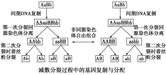 精子形成過程圖解:(以動物為例)一對同源染色體= 一個四分體=2條