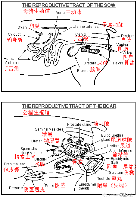 猴子解剖结构图图片