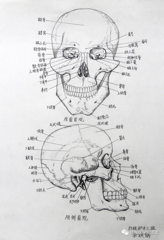 头颅骨绘画图片