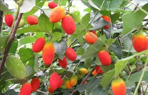 红香果种植条件图片