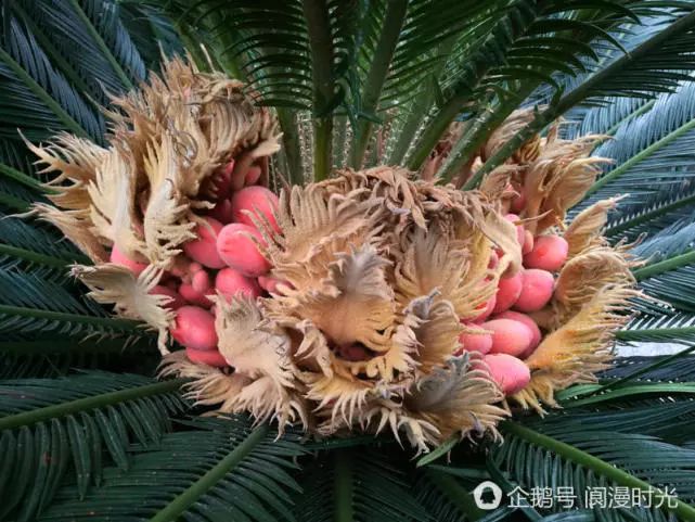 11月22日,在阆中古城某小区楼顶拍摄的别名凤凰蛋的铁树果实(王玉贵