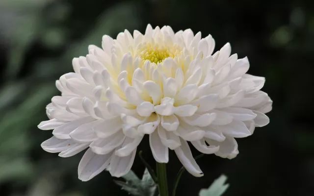 麻城福白菊图片