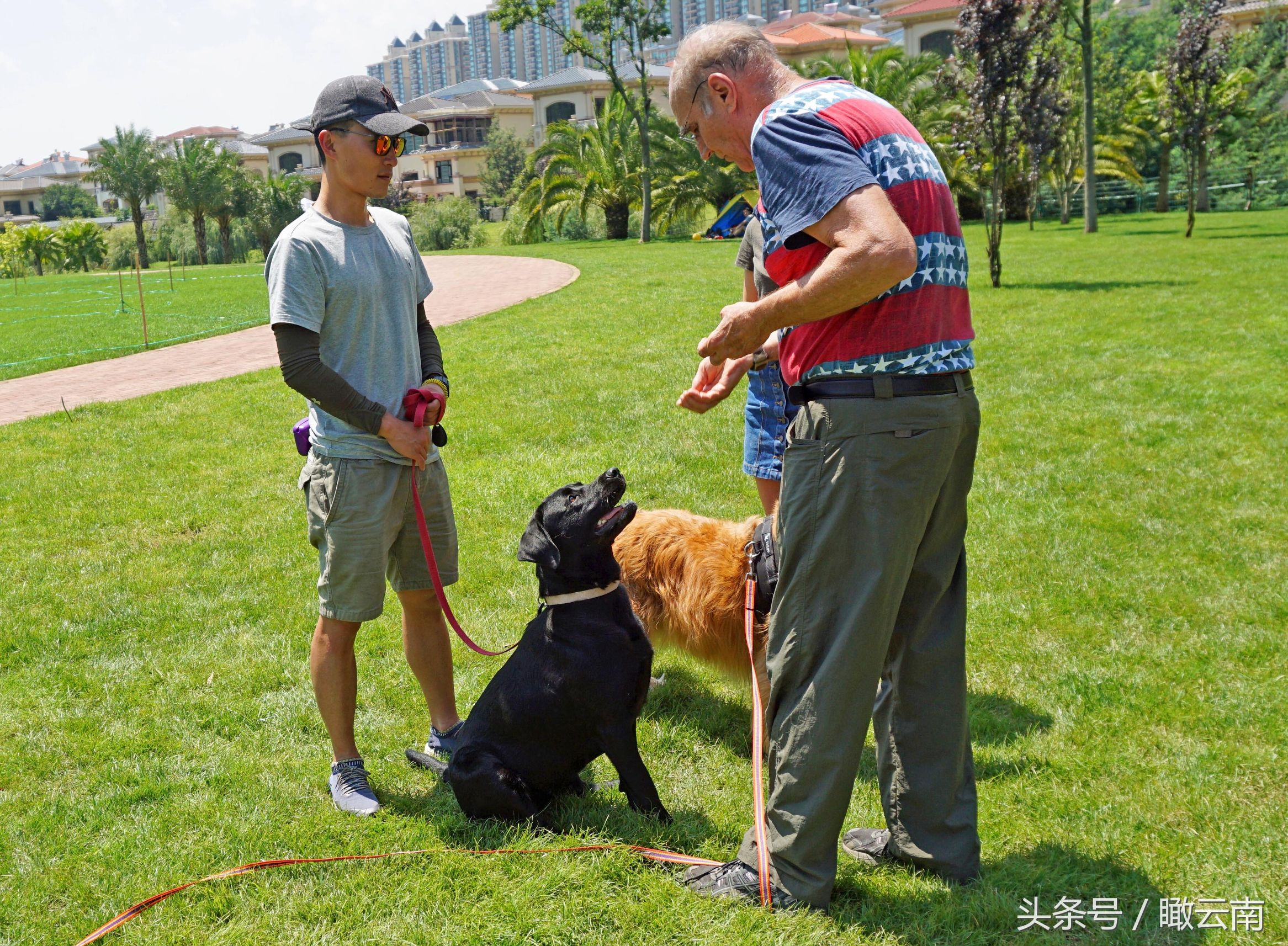 在昆明開設了訓犬課程,一個課程1000元,共六節課,歷時六個多星期,訓練