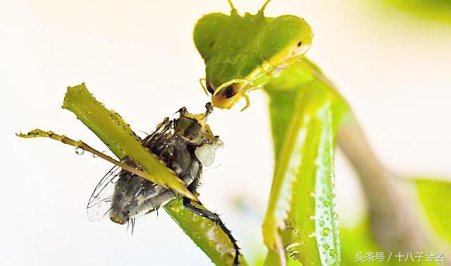 科普做为益虫的螳螂最喜欢吃哪些害虫