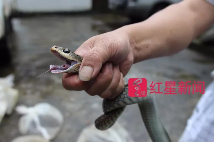捕蛇电视剧图片