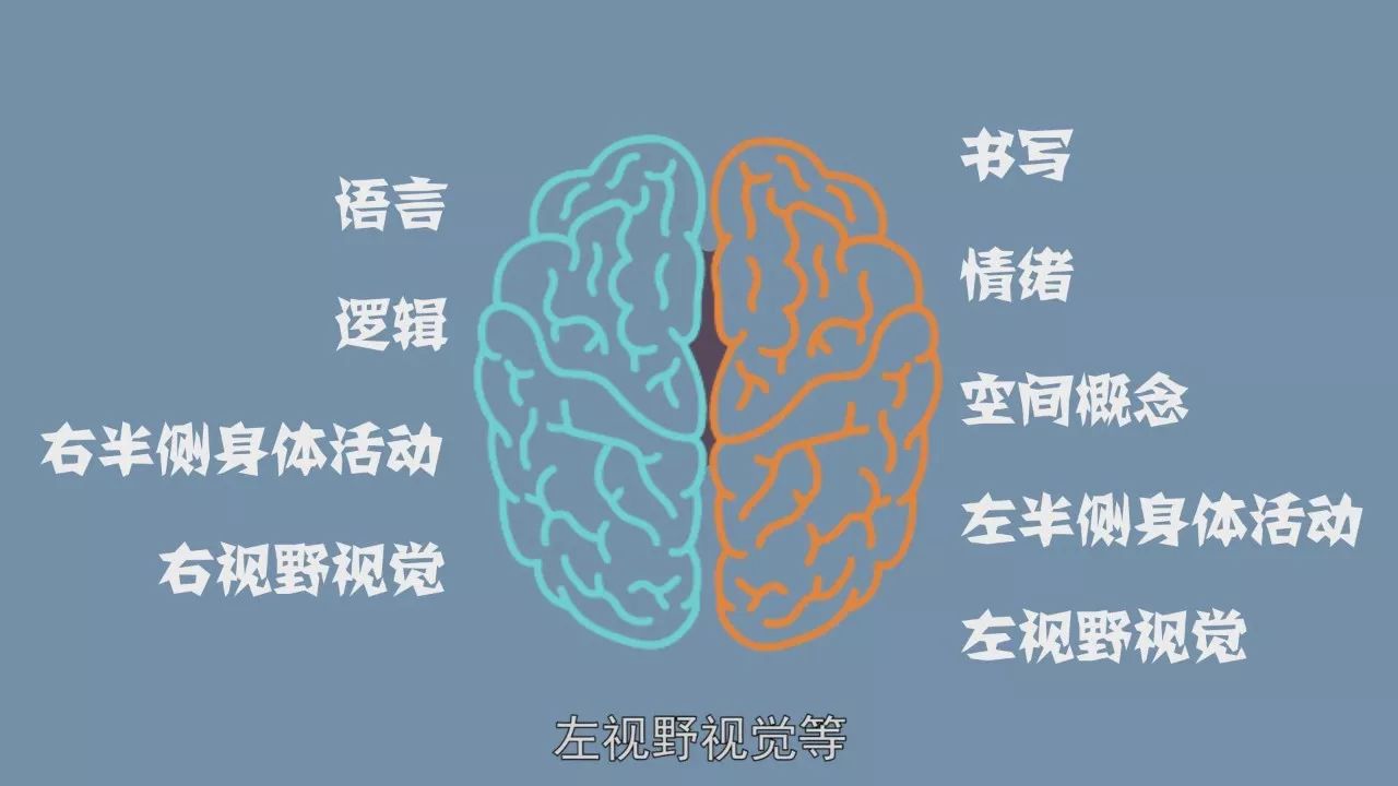 左右脑分工真的明确吗脑裂人实验带你了解真相