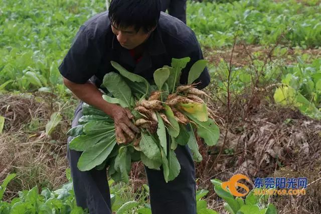 农业园看到,东坑镇供销社与农户合作种植的"耙齿菜"正值收割黄金期