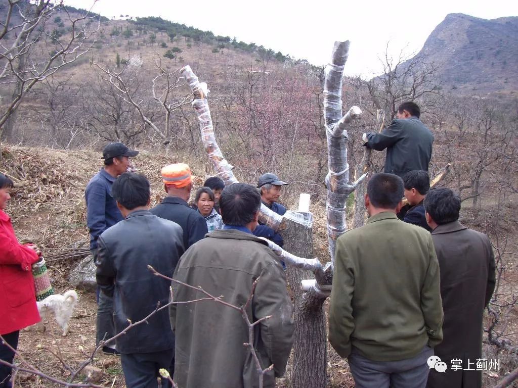 离开办公室,王艳忠又带领几名果树技术员来到附近的山坡上.