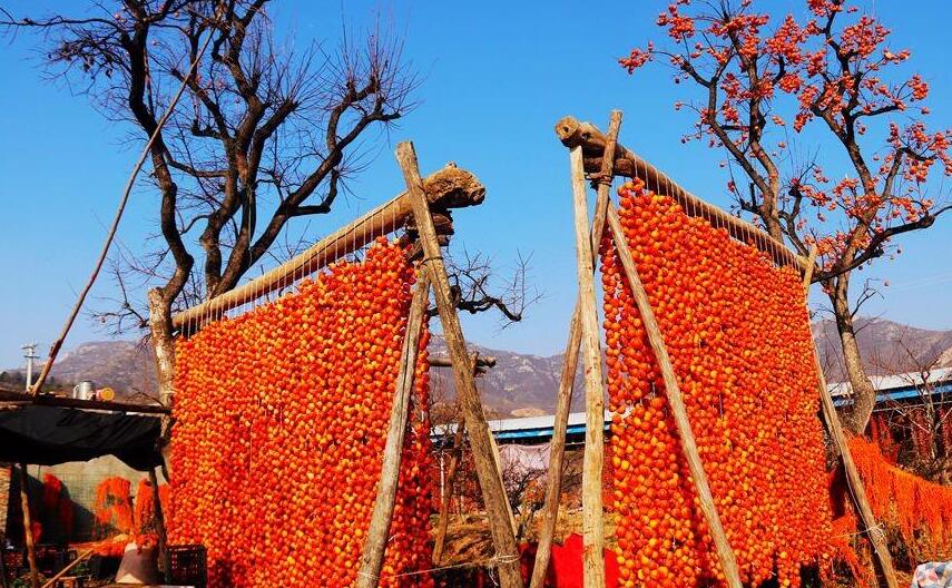 陝西富平柿子紅了,年年歲歲柿柿紅