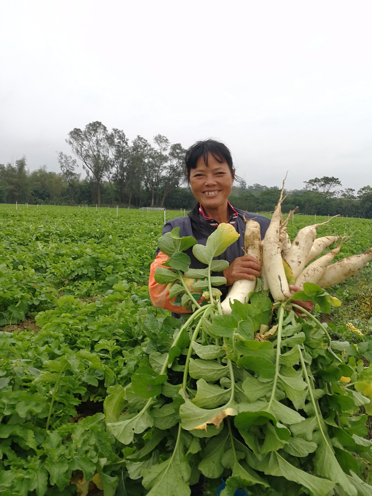 天寒地凍,福綿60畝沙地有機蘿蔔滯銷!本週末在玉林城區有惠民銷售