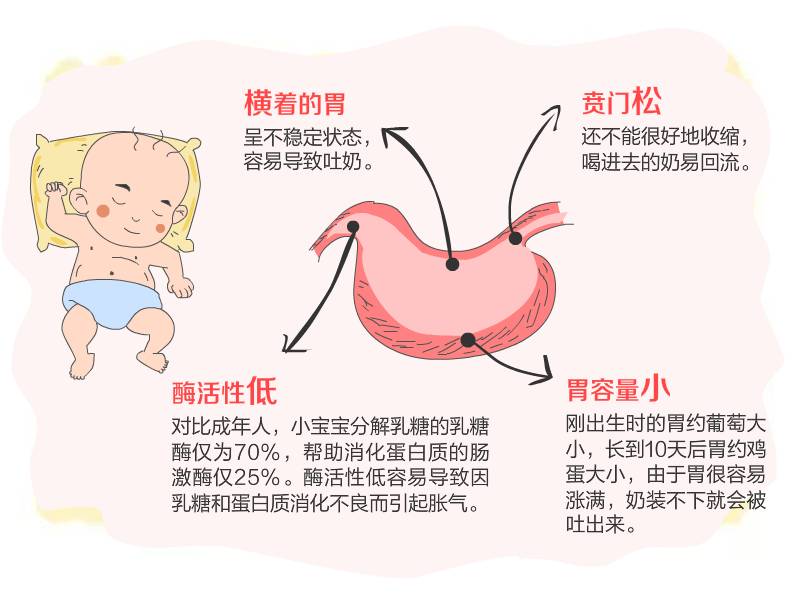 首先,让我们一起了解一下新生儿的胃部构造以及他们吃奶方式上的特点