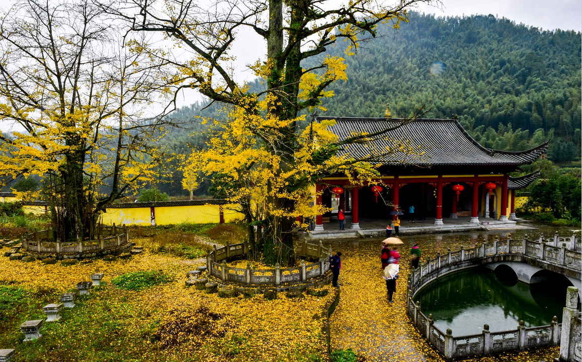 明月山银杏迎最佳观赏期,快抓住最后一波金黄!