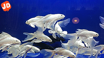 水族馆动态壁纸 喂鱼图片