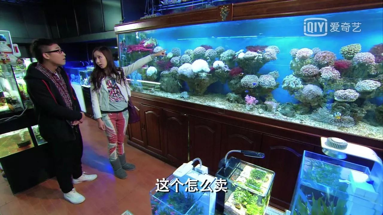 你会惊呆的去了嘉定这家店感觉把整个水族馆都搬回家了