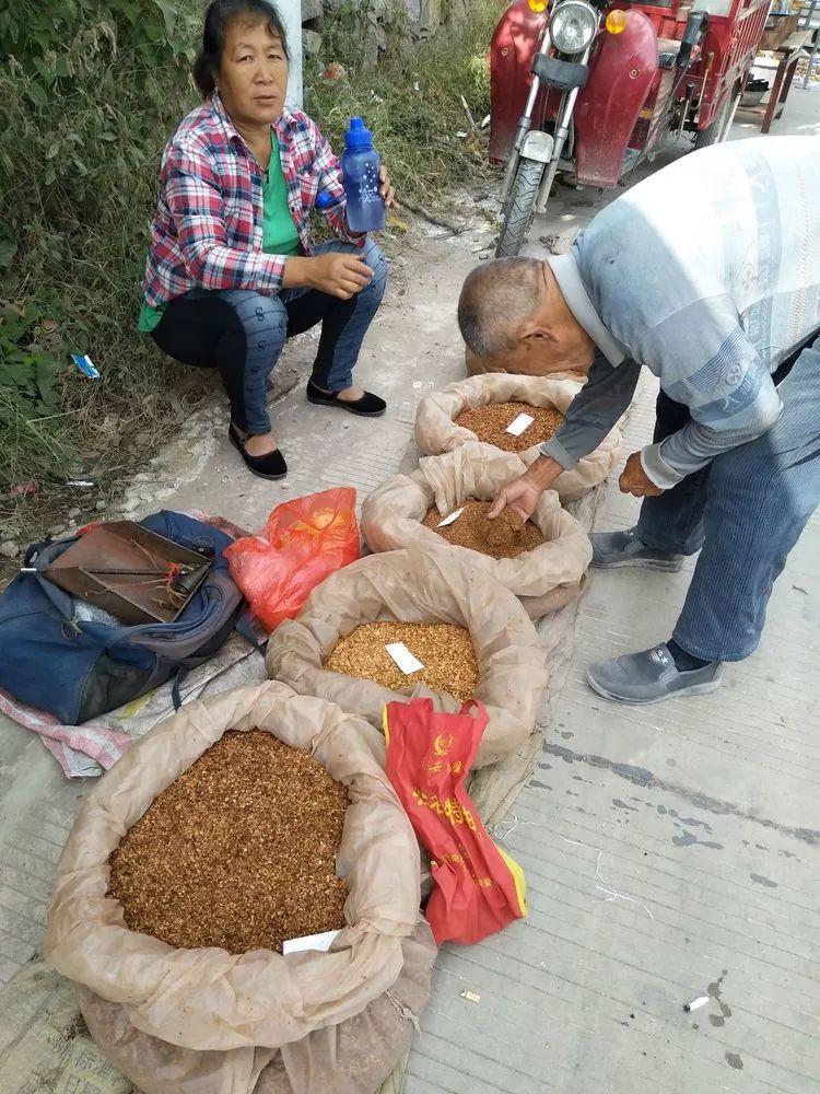 旱烟,旱烟一般有两种抽法:用薄点的纸卷着抽,或者用烟锅抽