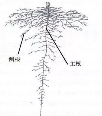 例如棉花作为直根系作物,根系发达,主根深,侧根分布广,在土壤中形成