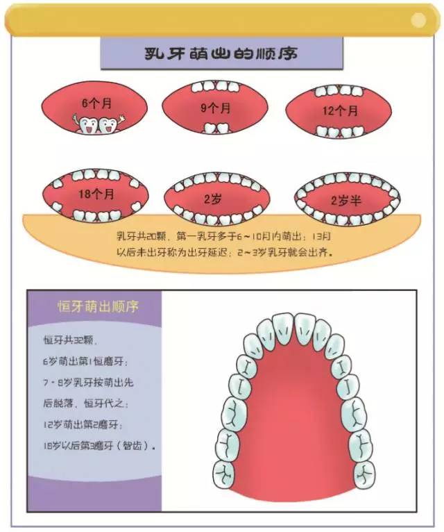 ▼此圖2為牙齒萌出順序切面圖